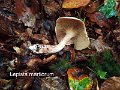 Lepista martiorum-amf2059-1